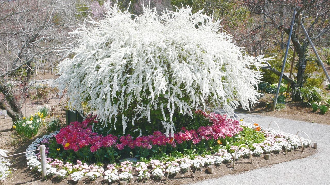 اليابان | حين تتفتح اليابان… دليل أفضل مواقع الزهور في الربيع