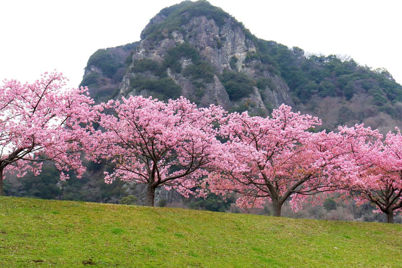 اليابان | حين تتفتح اليابان… دليل أفضل مواقع الزهور في الربيع