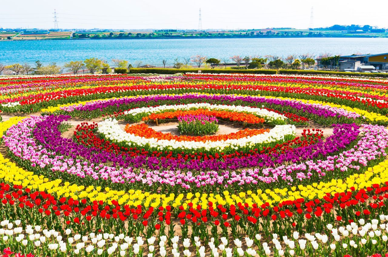 اليابان | حين تتفتح اليابان… دليل أفضل مواقع الزهور في الربيع