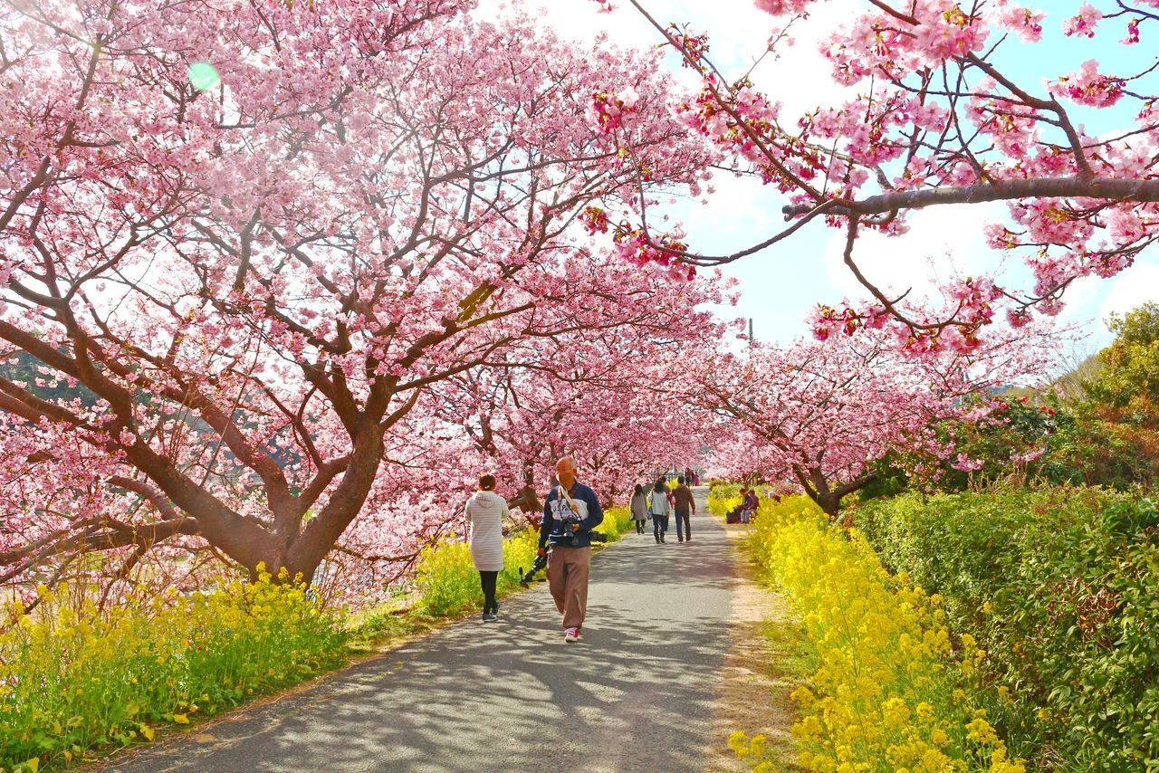 اليابان | حين تتفتح اليابان… دليل أفضل مواقع الزهور في الربيع