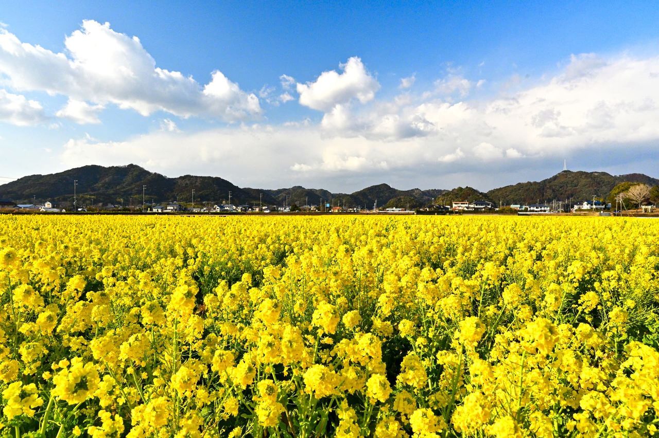 اليابان | حين تتفتح اليابان… دليل أفضل مواقع الزهور في الربيع
