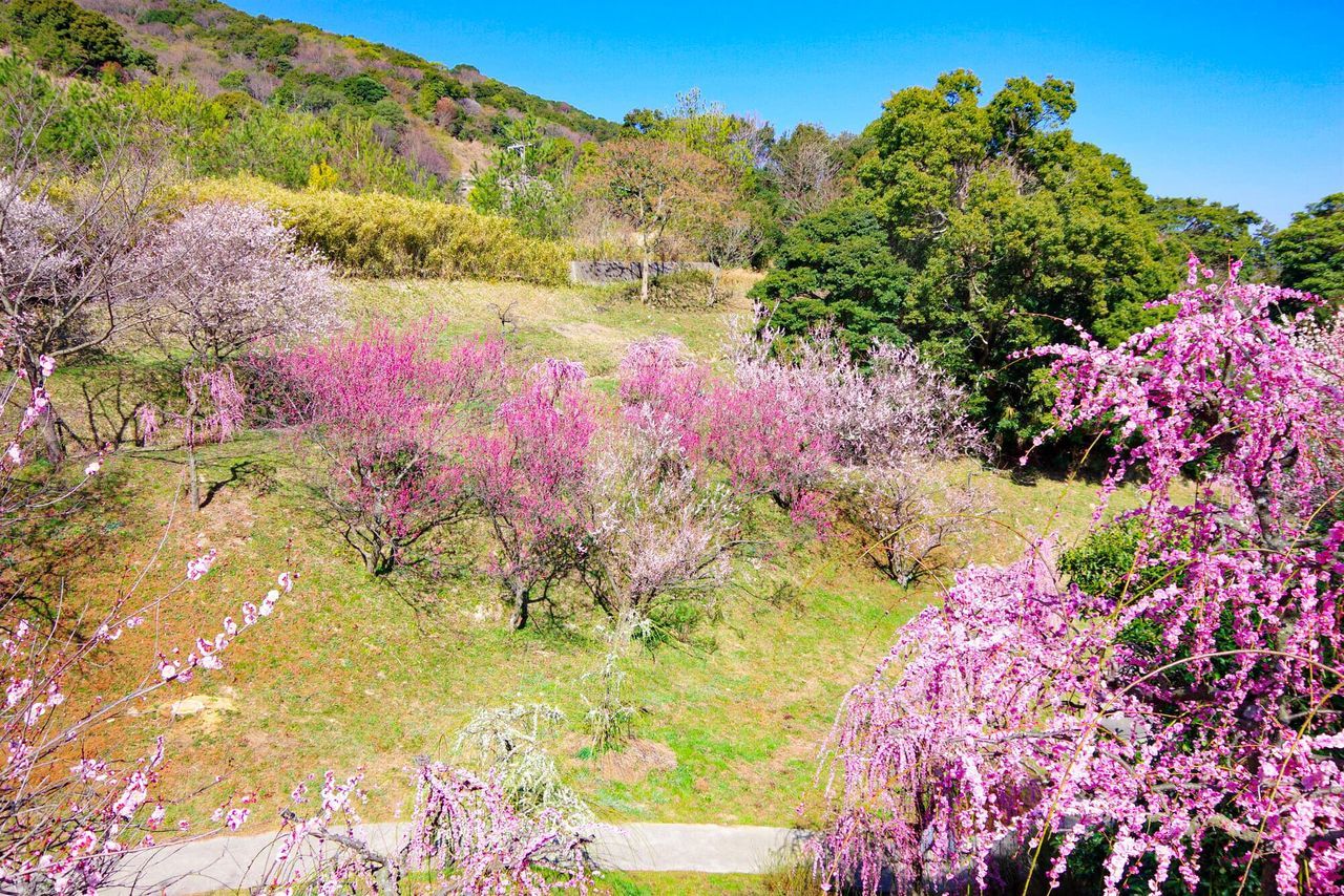 اليابان | حين تتفتح اليابان… دليل أفضل مواقع الزهور في الربيع