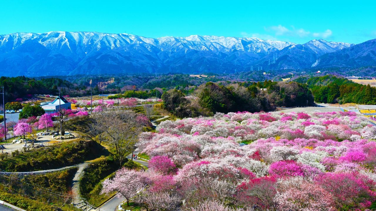 اليابان | حين تتفتح اليابان… دليل أفضل مواقع الزهور في الربيع