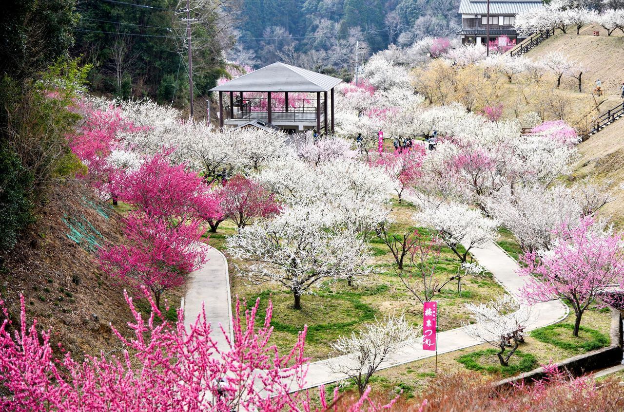 اليابان | حين تتفتح اليابان… دليل أفضل مواقع الزهور في الربيع
