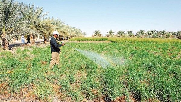 «أبوظبي للسلامة الغذائية» تعتمد إرشادات لحماية الإنتاج الزراعي بعد الحالة الجوية
