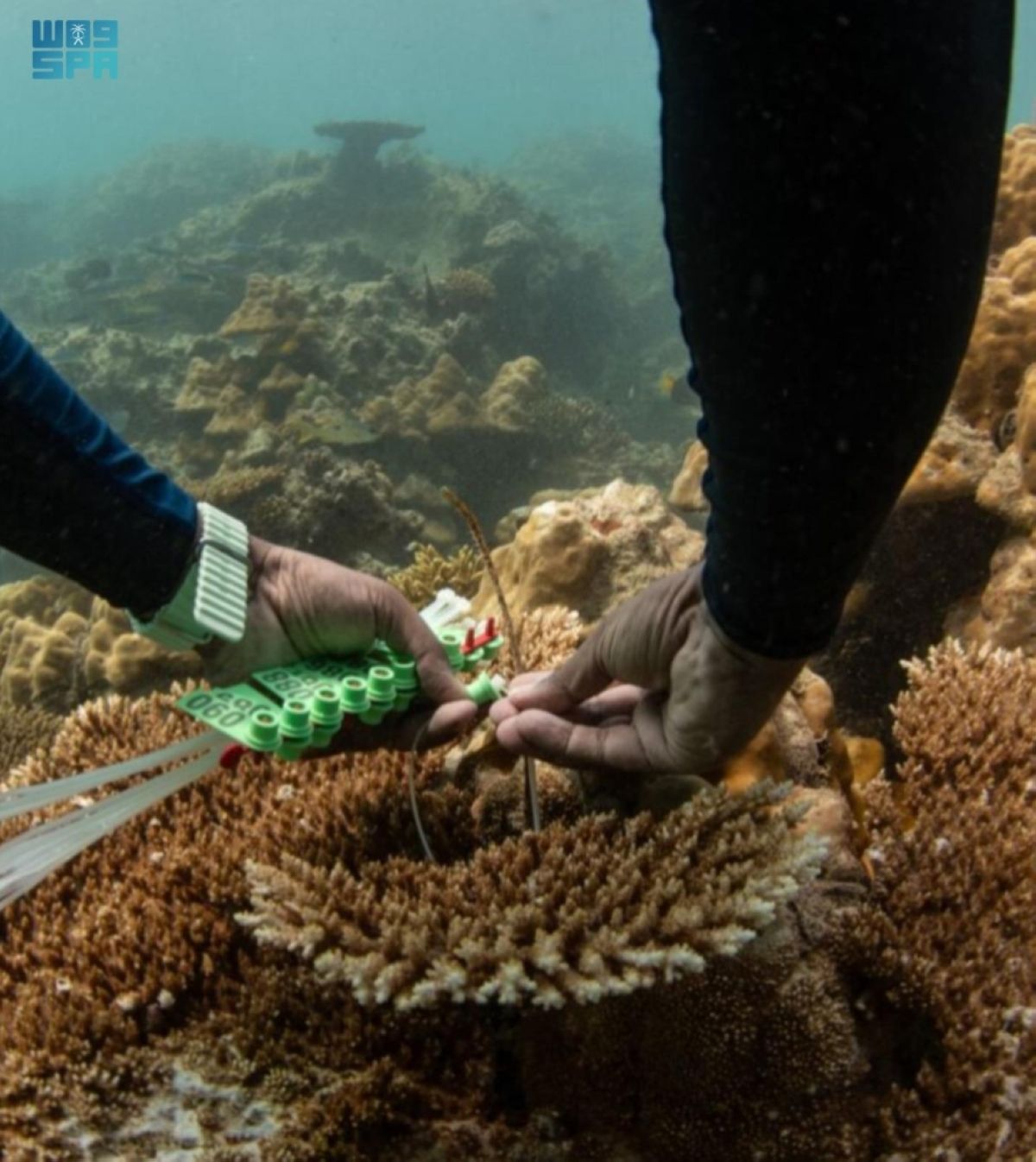 كيف أصبحت الشعاب المرجانية كنزا دوائيا؟