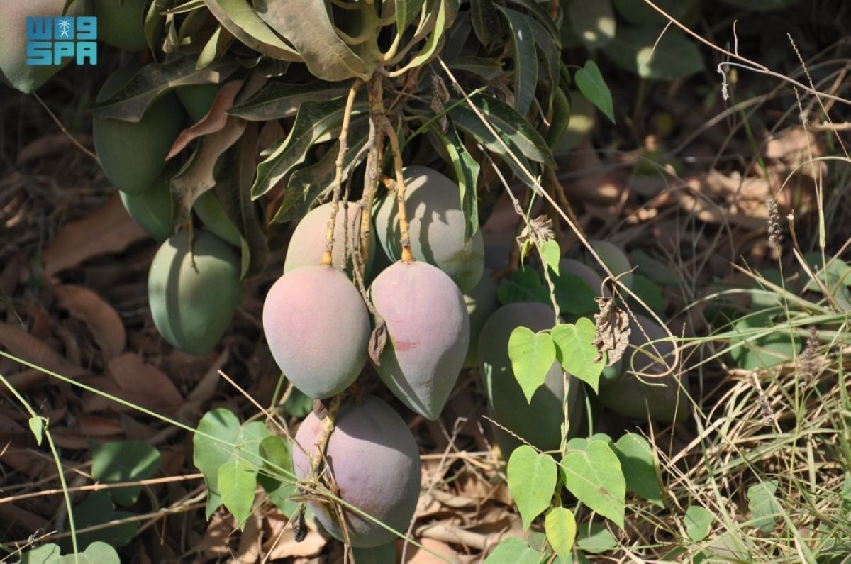 توسع رقمي يعزز
وصول فاكهة المانجو من جازان إلى مدن المملكة