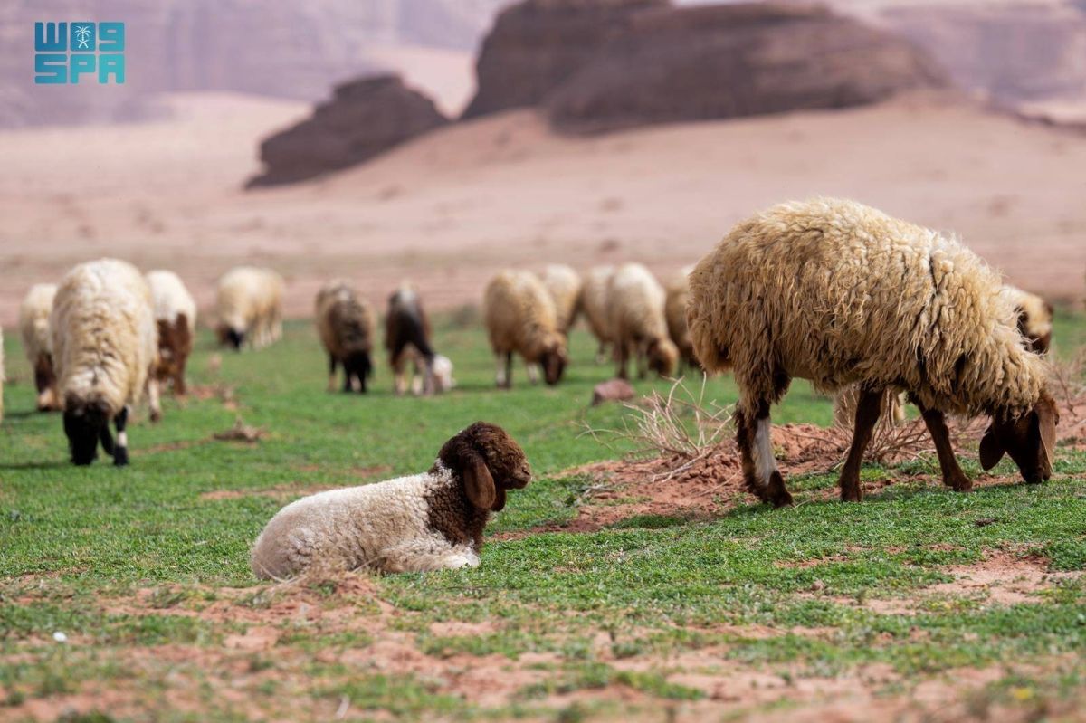 طلائع الربيع بتبوك تعزز من جاذبية السياحة وتسهم في دعم المناشط الرعوية