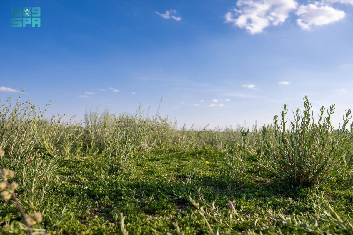 أجواء ربيعية وطبيعة خلابة تستقطب عشاق الرحلات البرية بالحدود الشمالية