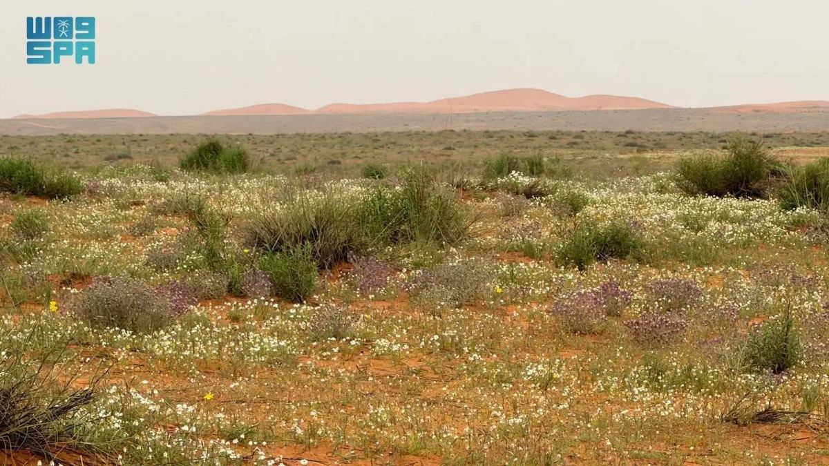 «الأربيان» يكسو رمال «لينة» بحلة ربيعية بيضاء