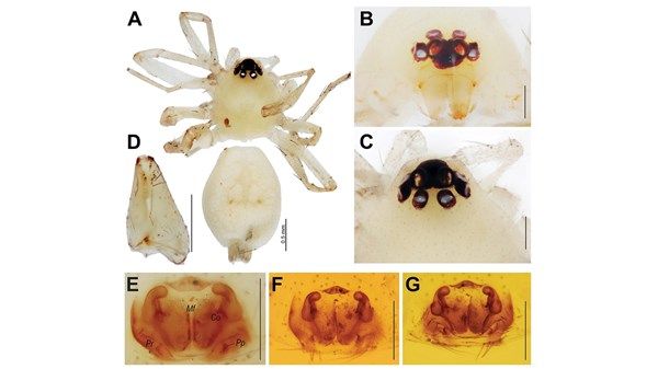 «بيئة الشارقة» تكتشف 8 أجناس و4 أنواع جديدة من العناكب في الإمارات