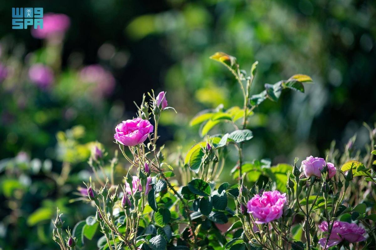 مزارع الورد الطائفي تشهد وفرة في المحصول الموسمي