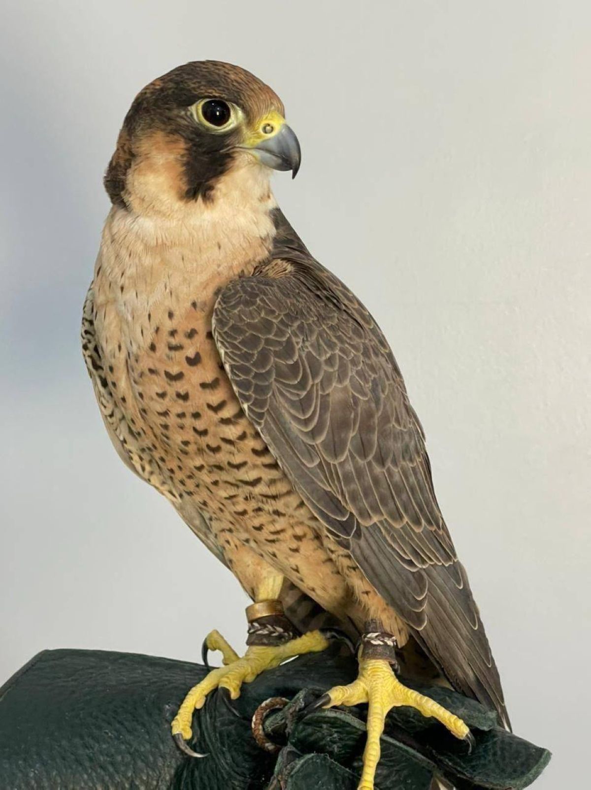 إنجاز سعودي يفك الشفرة الوراثية للصقور ويعزز صونها عالميا