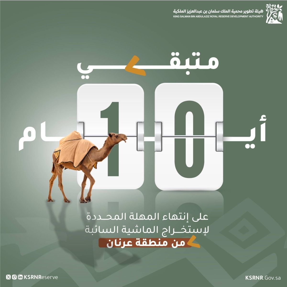 محمية الملك سلمان: مهلة 10 أيام لإخراج الماشية السائبة تمهيدًا لتطبيق الإجراءات النظامية بحق المخالفين