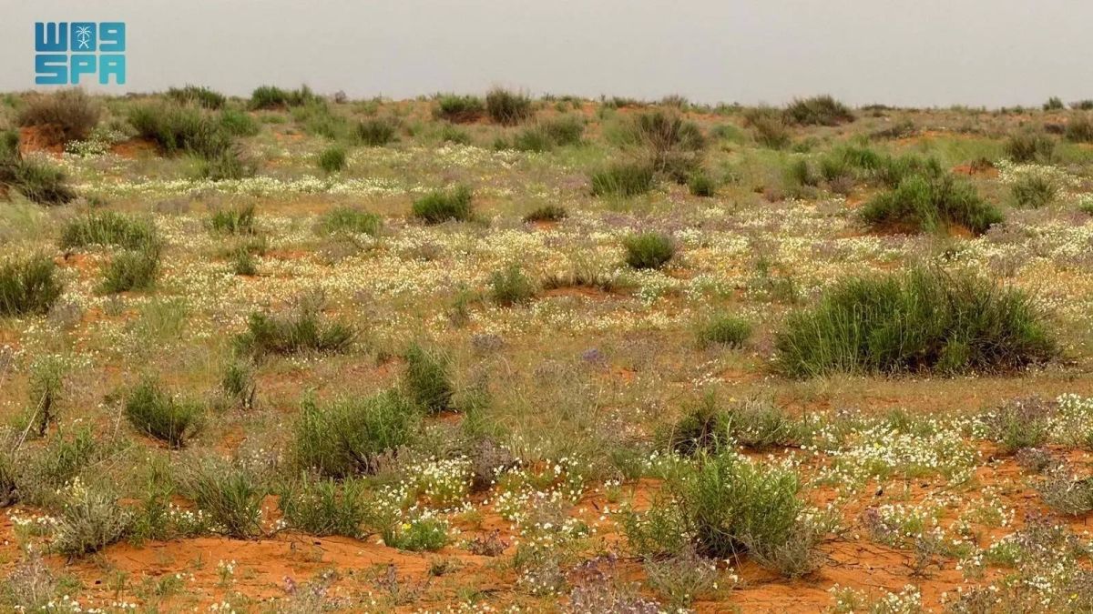 متنزه حلي البري بالقنفذة.. إعادة تأهيل نوعية تعيد تشكيل المشهد البيئي وتعزز جودة الحياة