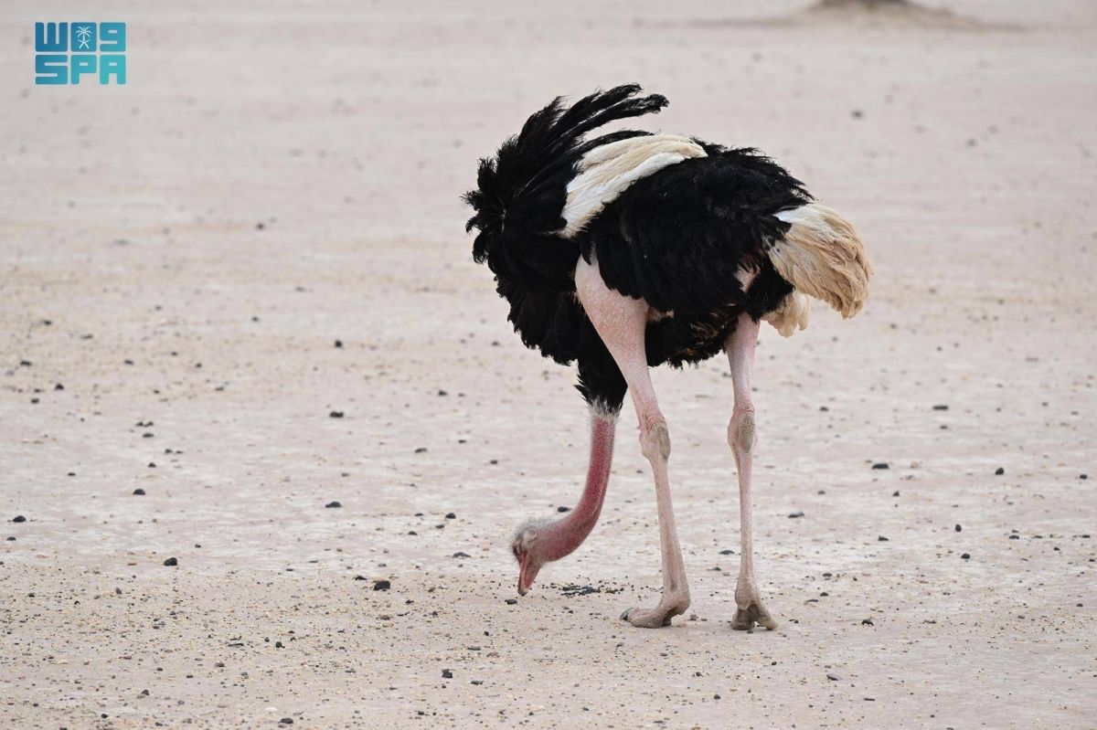 جولة الحياة البرية في الحجر بالعلا.. رحلة يكتشف من خلالها الزائر تناغم الطبيعة والحياة الفطرية