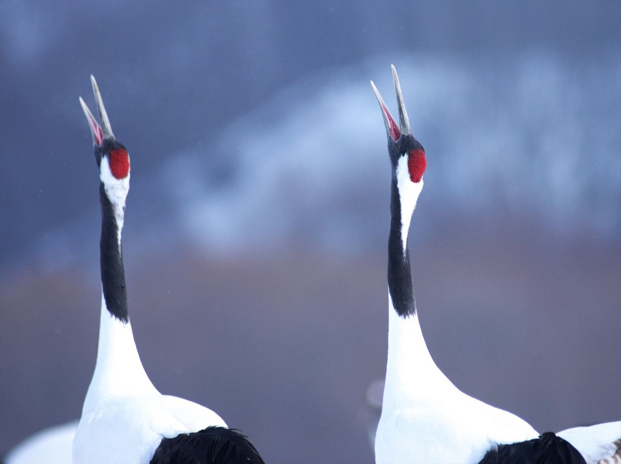 اليابان | اليابان: طائر الكركي ذو التاج الأحمر يخرج من قائمة الأنواع المهددة بالانقراض