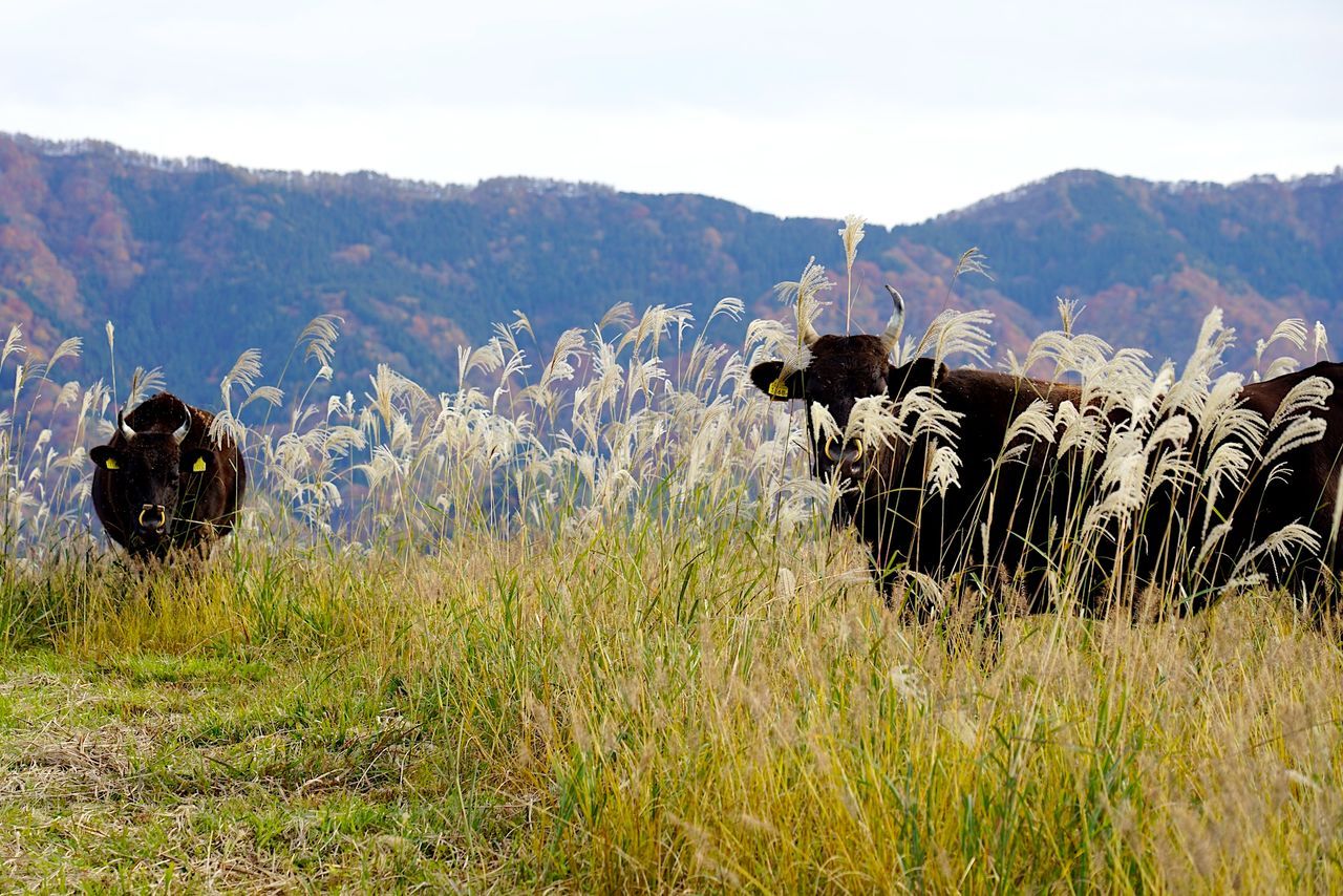 اليابان | كارازو… كيف يضيف التخمير لمسة يابانية فريدة إلى الفلفل الحار؟