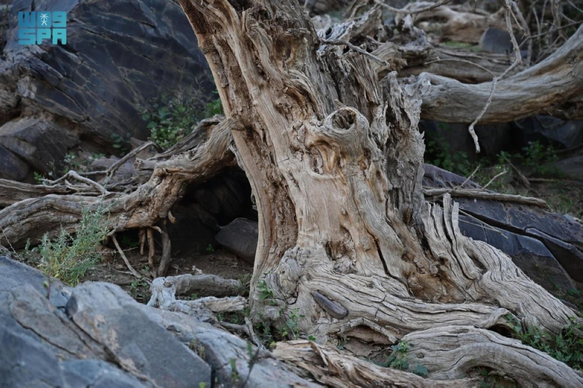 قرية الأراك بالعلا.. ارتباط تاريخي بزراعة شجر الأراك وإنتاج السواك