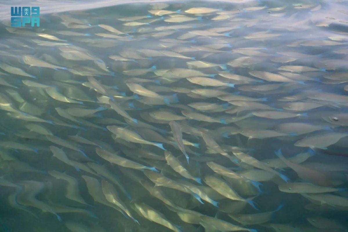 أسراب «سمك الحريد» تظهر على شواطئ 
جزر فرسان