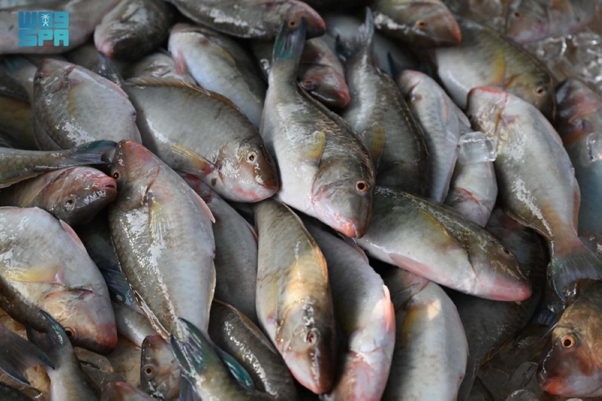 سوق السمك في جزر فرسان.. ركيزة اقتصادية تعكس تنوع الإنتاج واستدامة الثروة البحرية