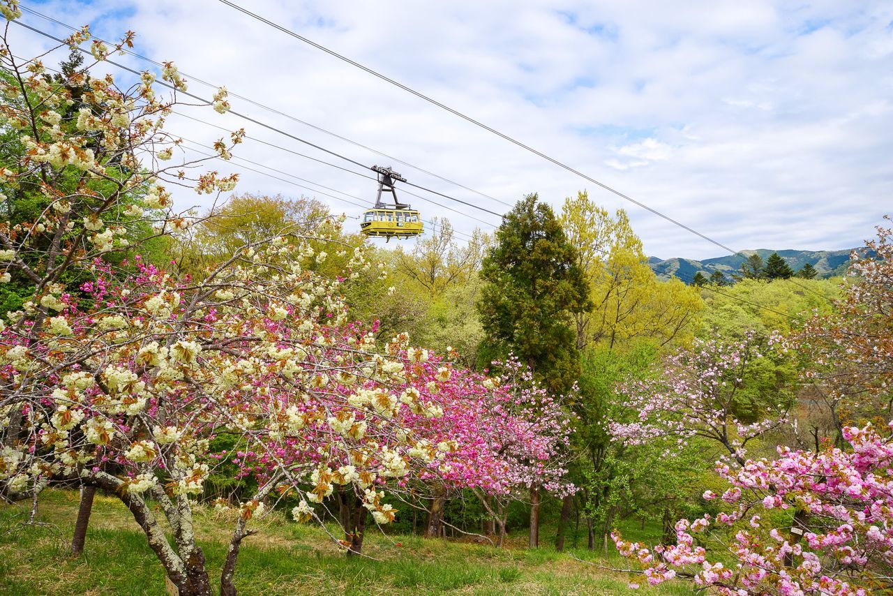 اليابان | في اليابان: متعة الساكورا لا تنتهي… أزهار متدلية ومزدوجة حتى أواخر الربيع