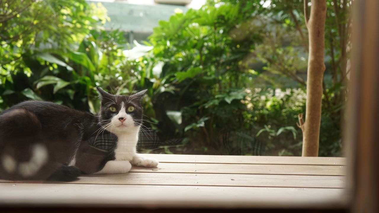 اليابان | القط الذي شكّل انطلاقة الأدب الياباني الحديث