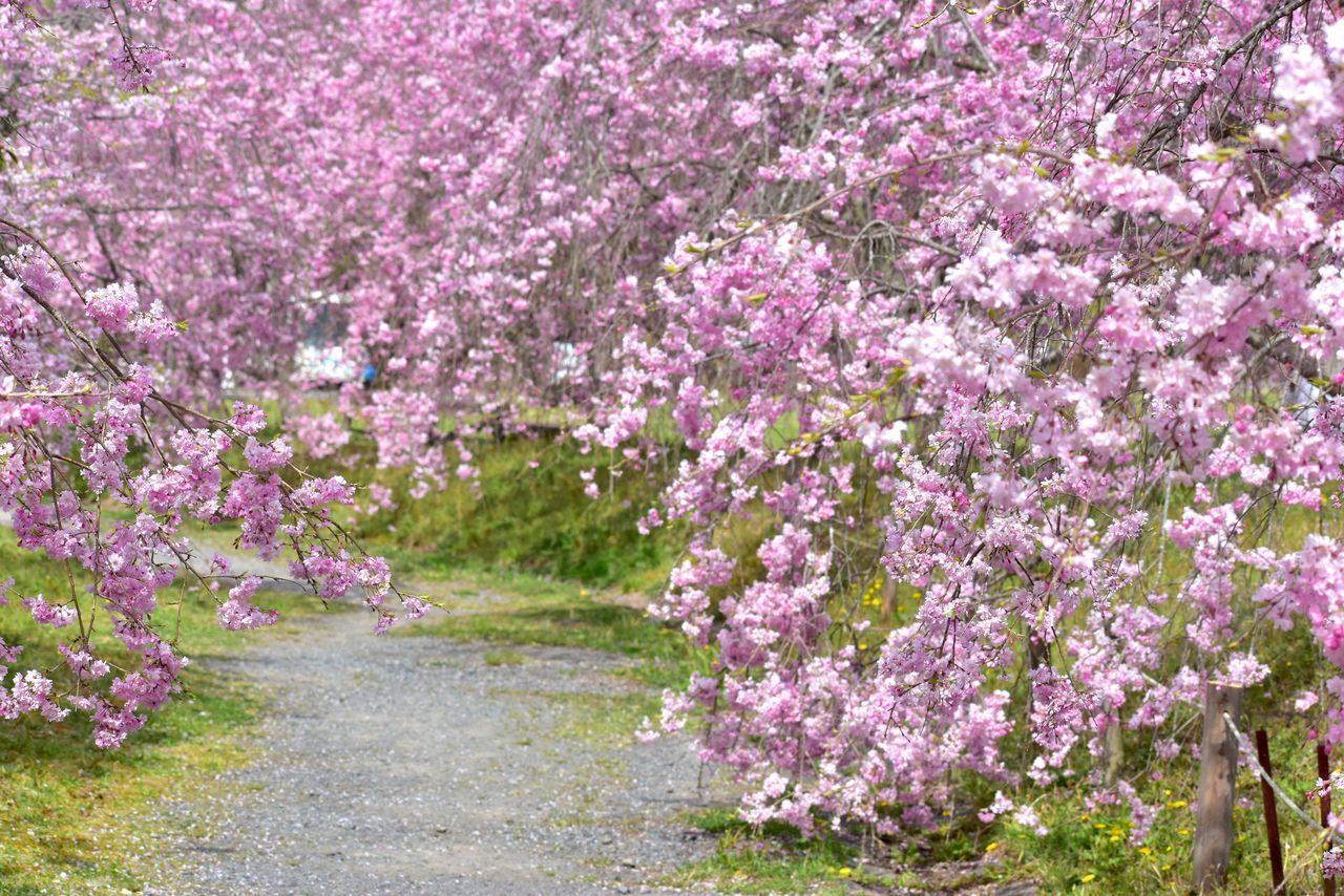 اليابان | في اليابان: متعة الساكورا لا تنتهي… أزهار متدلية ومزدوجة حتى أواخر الربيع