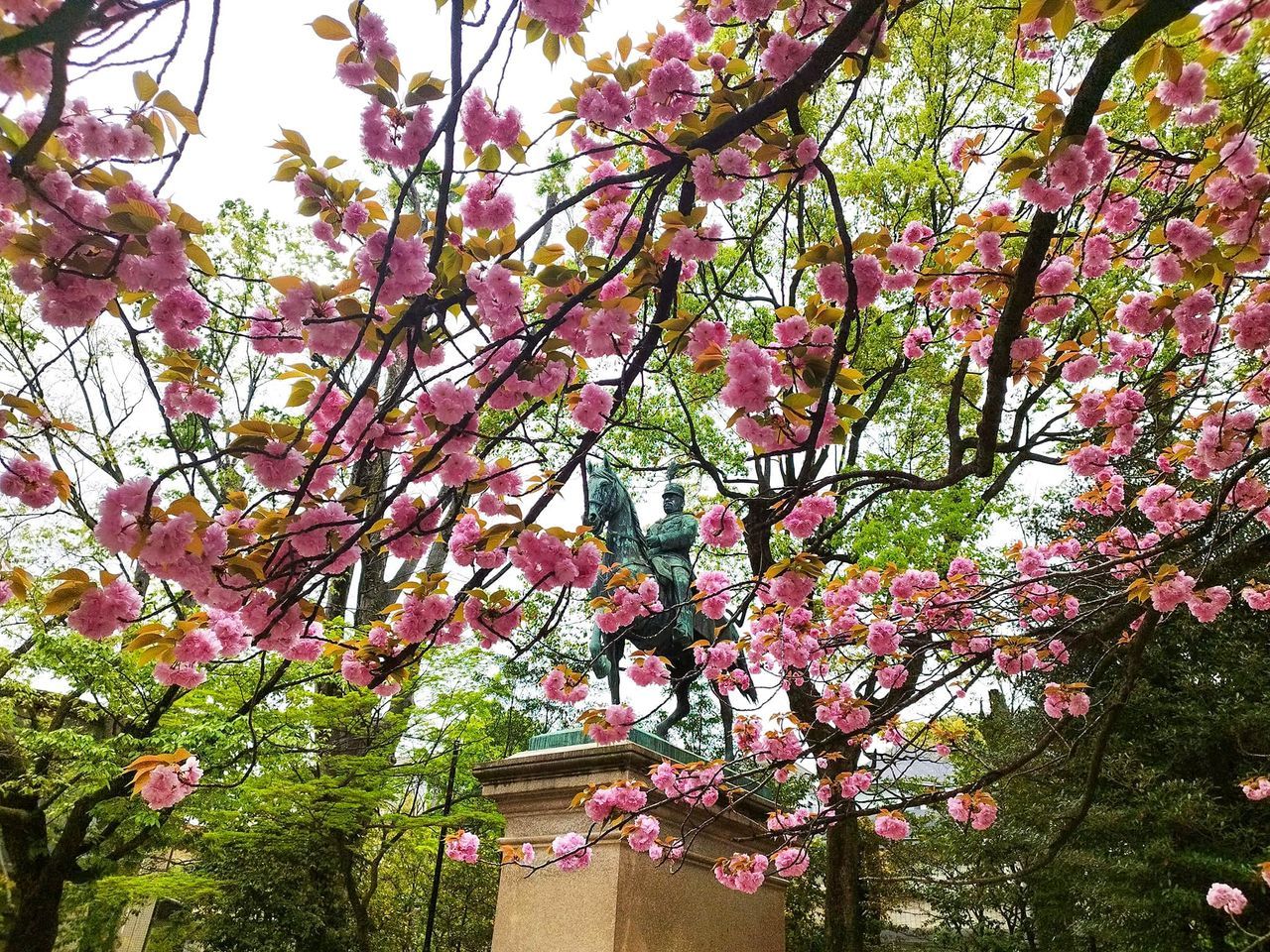 اليابان | في اليابان: متعة الساكورا لا تنتهي… أزهار متدلية ومزدوجة حتى أواخر الربيع