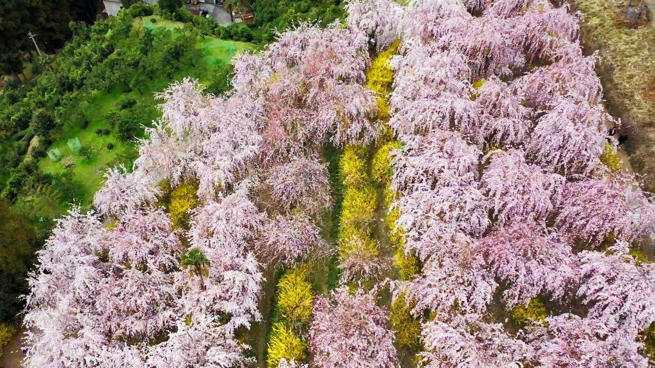 اليابان | في اليابان: متعة الساكورا لا تنتهي… أزهار متدلية ومزدوجة حتى أواخر الربيع