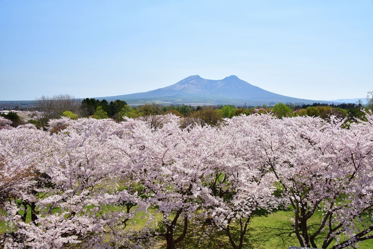 اليابان | في اليابان: متعة الساكورا لا تنتهي… أزهار متدلية ومزدوجة حتى أواخر الربيع