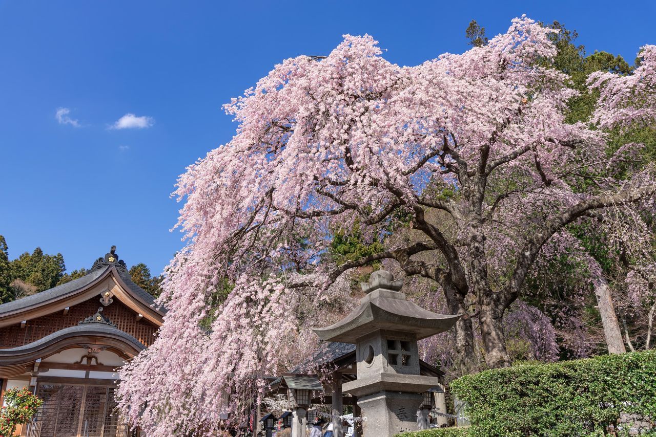 اليابان | في اليابان: متعة الساكورا لا تنتهي… أزهار متدلية ومزدوجة حتى أواخر الربيع