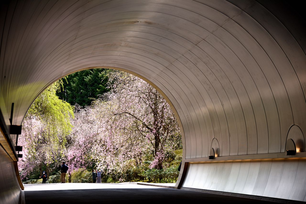 اليابان | في اليابان: متعة الساكورا لا تنتهي… أزهار متدلية ومزدوجة حتى أواخر الربيع