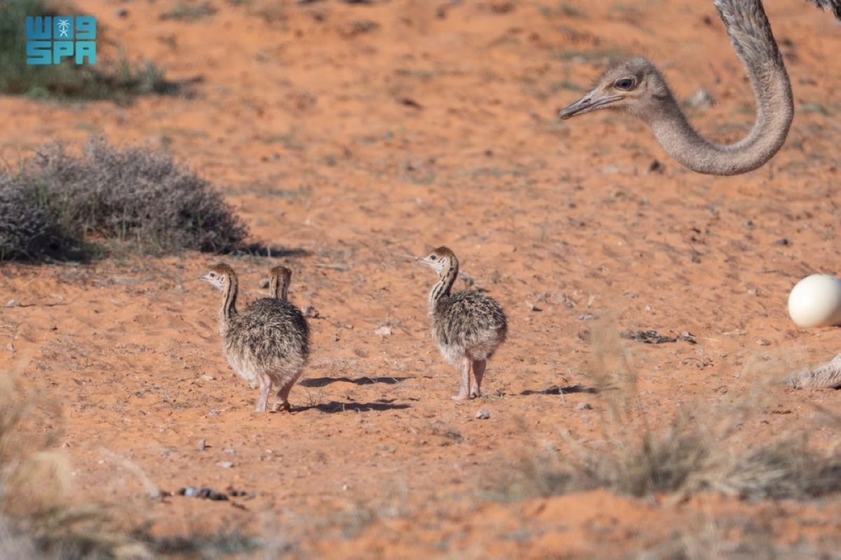 أكثر من 90 ولادة لعدد من الأنواع الفطرية بمحمية الإمام تركي بن عبدالله الملكية
