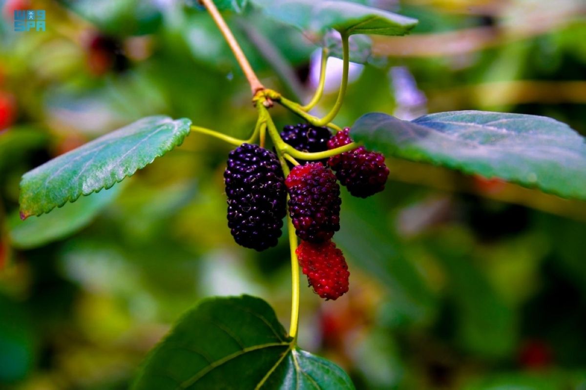 «التوت الحساوي» 
محصول زراعي موسمي وقيمة غذائية واقتصادية