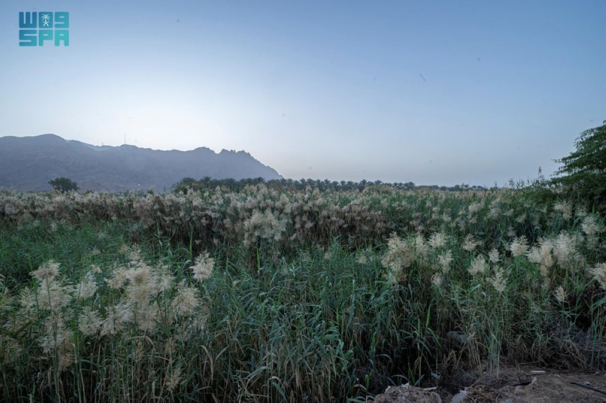 مجمع الأسيال .. 
ملتقى أودية مدينة الرسول