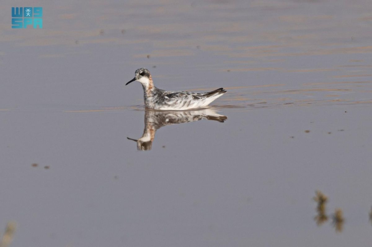 رصد «مخطاف أحمر الرقبة» في الحدود الشمالية