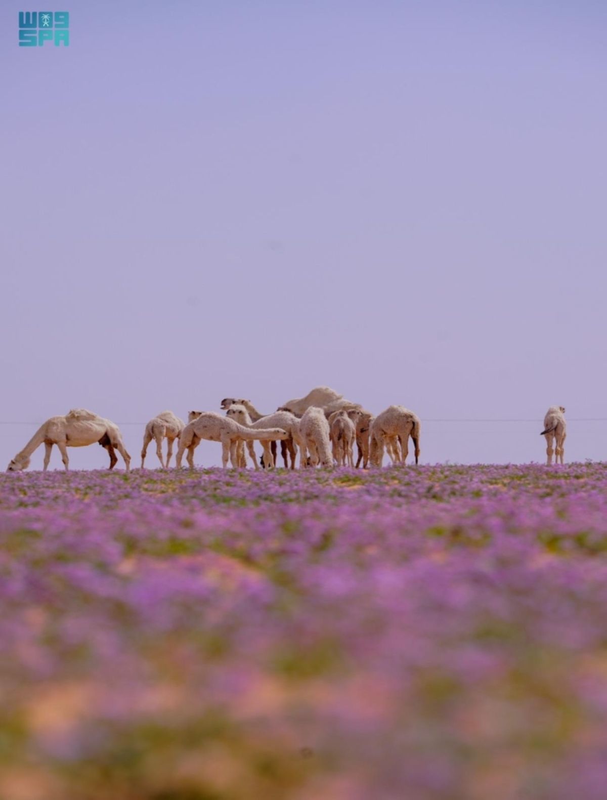الخزامى تكسو جنوب رفحاء بوشاح
بنفسجي وتستقطب الزوار