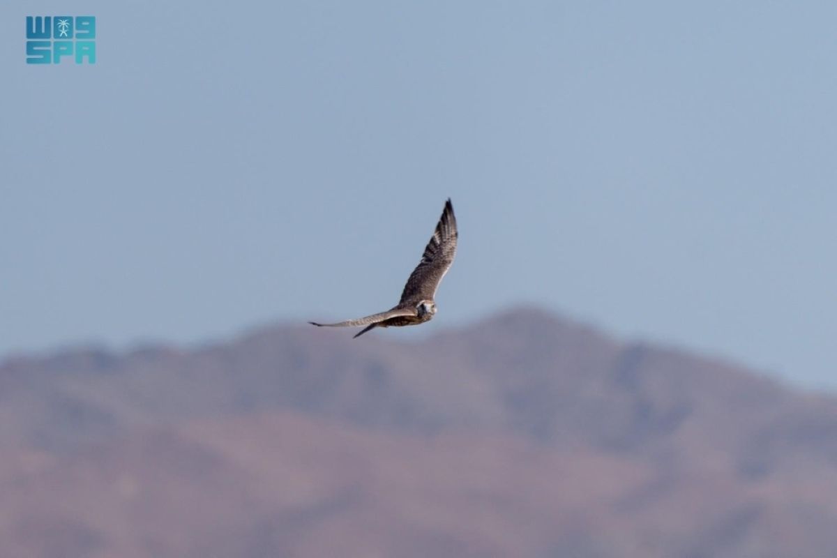 برنامج «هدد» 
يطلق الدفعة الأخيرة من الصقور لعام 2026