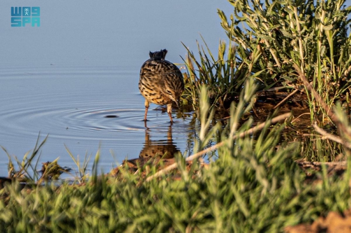 الجشنة حمراء الزور.. زائر رشيق يزين براري المملكة بتنوعه اللوني وسلوكه الحيوي