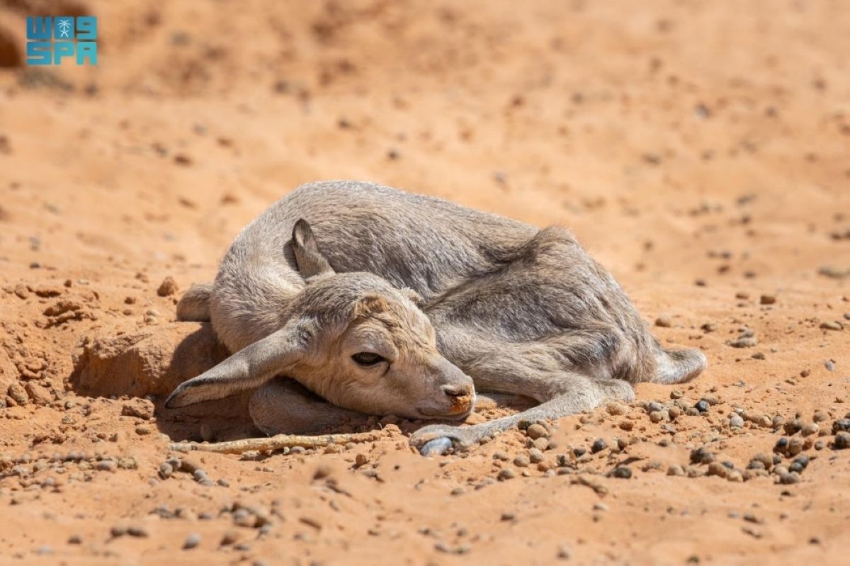 55 مولودا جديدا يعزز الحياة الفطرية في محميتي الإمام عبدالعزيز بن محمد والملك خالد الملكيتين