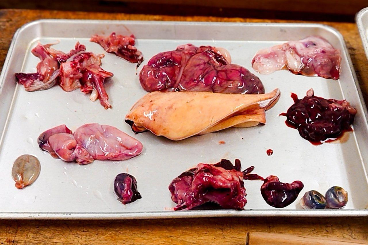 اليابان | سمكة الفوغو في اليابان: حين تتحول الوجبة إلى مغامرة محفوفة بالمخاطر!