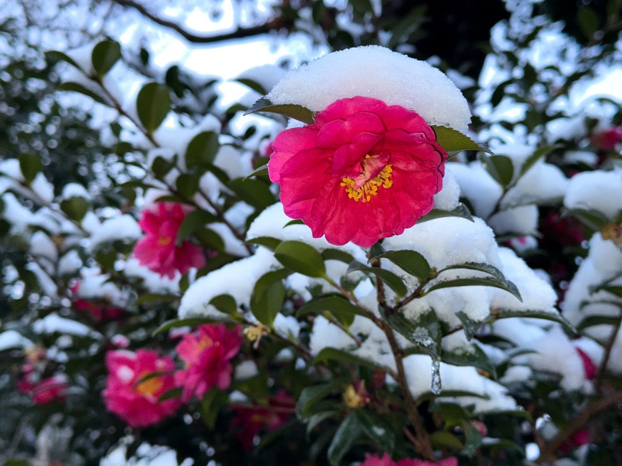 اليابان | مراسم الشاي والمعتقدات والبستنة من منظور كتاب ”الكاميليا والثقافة اليابانية“