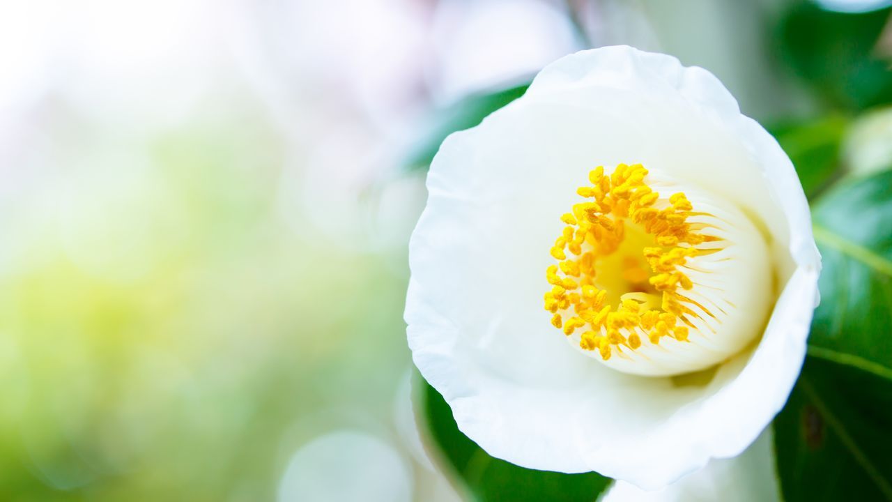 اليابان | مراسم الشاي والمعتقدات والبستنة من منظور كتاب ”الكاميليا والثقافة اليابانية“