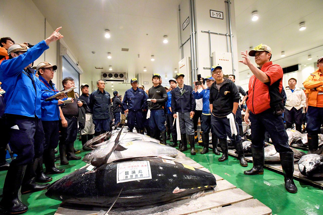 اليابان | سوق تويوسو في طوكيو: قلب العالم النابض بتجارة التونة الفاخرة