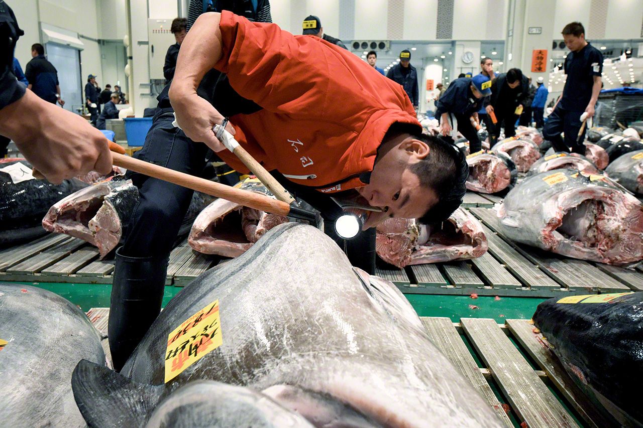 اليابان | سوق تويوسو في طوكيو: قلب العالم النابض بتجارة التونة الفاخرة