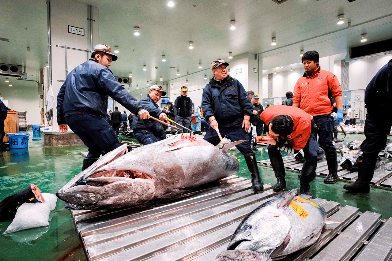اليابان | سوق تويوسو في طوكيو: قلب العالم النابض بتجارة التونة الفاخرة