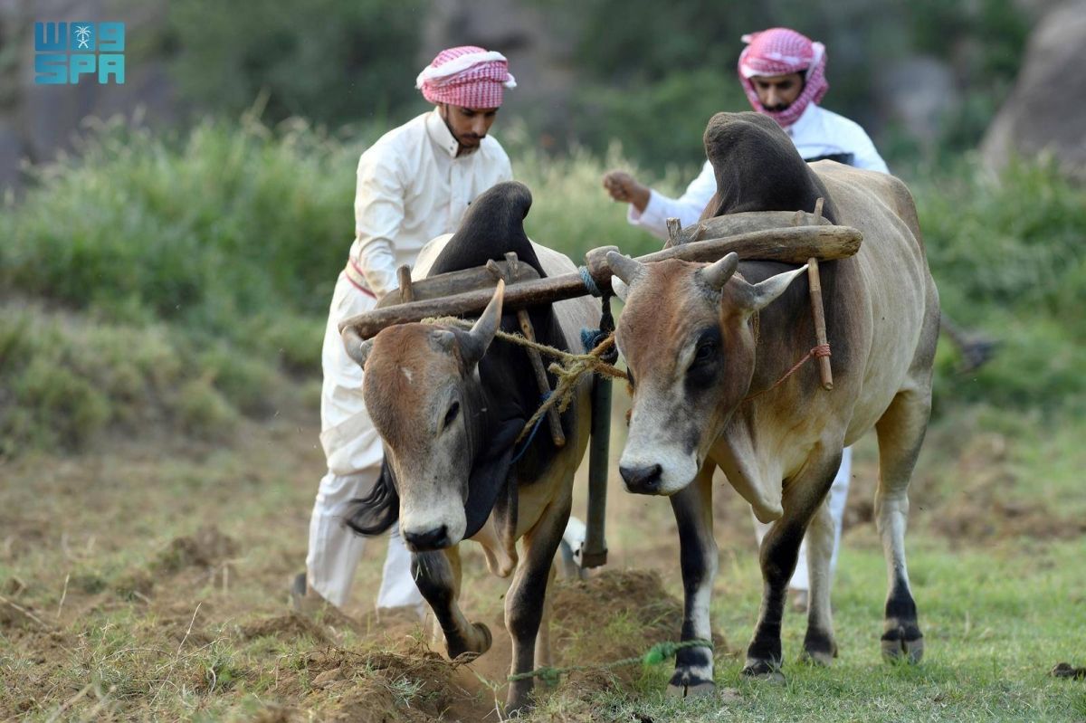 الزراعة في عسير.. تنوع جغرافي يعزز الإنتاج ويواكب مستهدفات الاستدامة