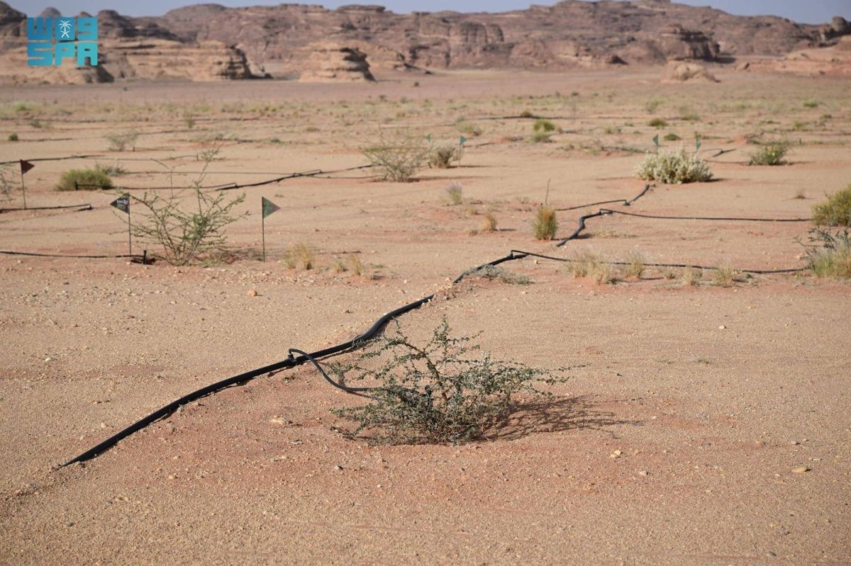 مشتل وبنك بذور العلا يعززان الاستعادة البيئية بأكثر من 500 نوع نباتي