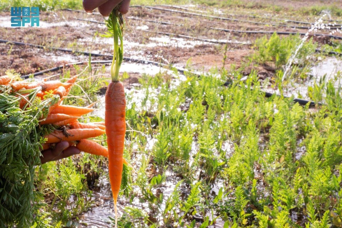 مزارع الجوف تتوسع في زراعة الجزر.. والأهالي يعززون تنوع الإنتاج الزراعي